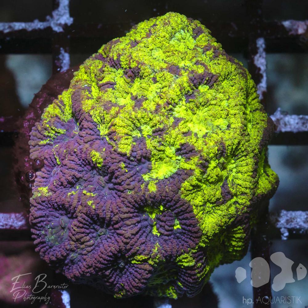 Favia Bicolor